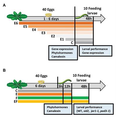 Priming by Timing: Arabidopsis thaliana Adjusts Its Priming Response to Lepidoptera Eggs to the Time of Larval Hatching